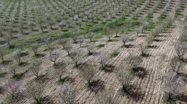 Adıyaman'da çiçek açan badem ağaçları doğaya renk kattı