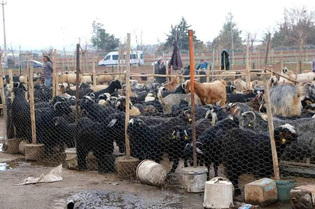 Diyarbakır'da Bayram Mesaisi: Vatandaş Kasaba Güvenmiyor, Rotayı Hayvan Pazarına Kırıyor