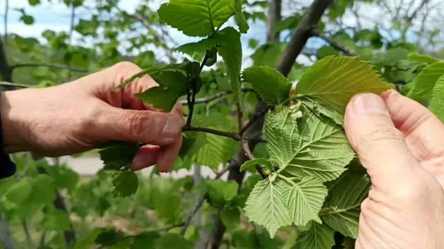 Giresun'da fındıkta don riski yok, üreticiyi kokarca korkutuyor