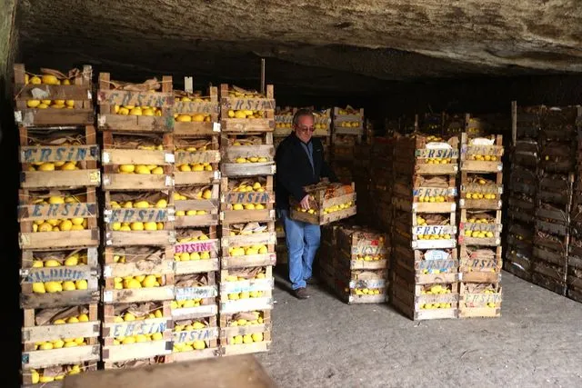 Kapadokya'daki mağaralar "yatak limon"a kıvam ve aroma kazandırıyor