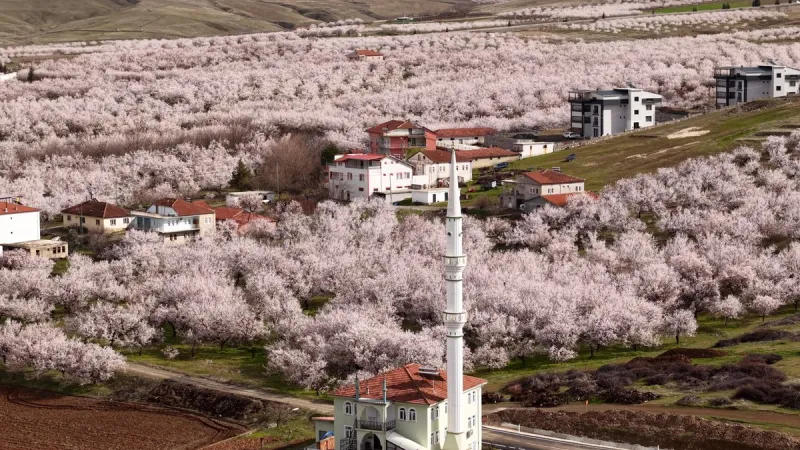 Kayısı Başkenti Malatya’da Görsel Şölen: Bahçeler Beyaz Gelinliğini Giydi
