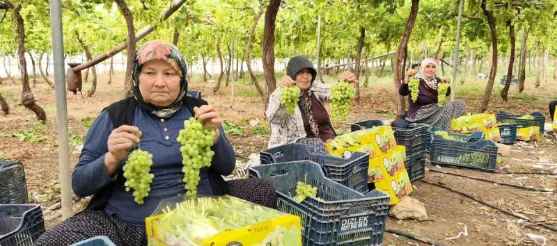 Üzüm Hasadı Başladı: Silifke'den Ortadoğu ve Avrupa'ya İhracat