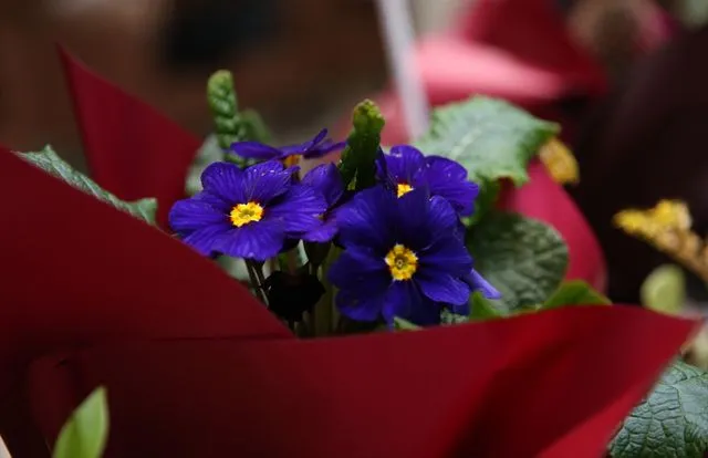 Rize'de "Süs Bitkileri Zirvesi" başladı
