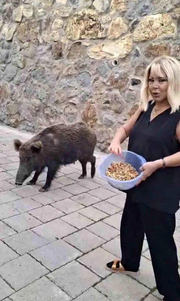 Safiye Soyman kapısına gelen domuzu elleriyle besledi