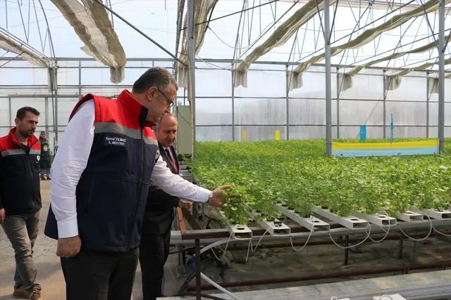 Samsun'da topraksız tarım yöntemiyle yetiştirilen maydanozun hasadı yapıldı